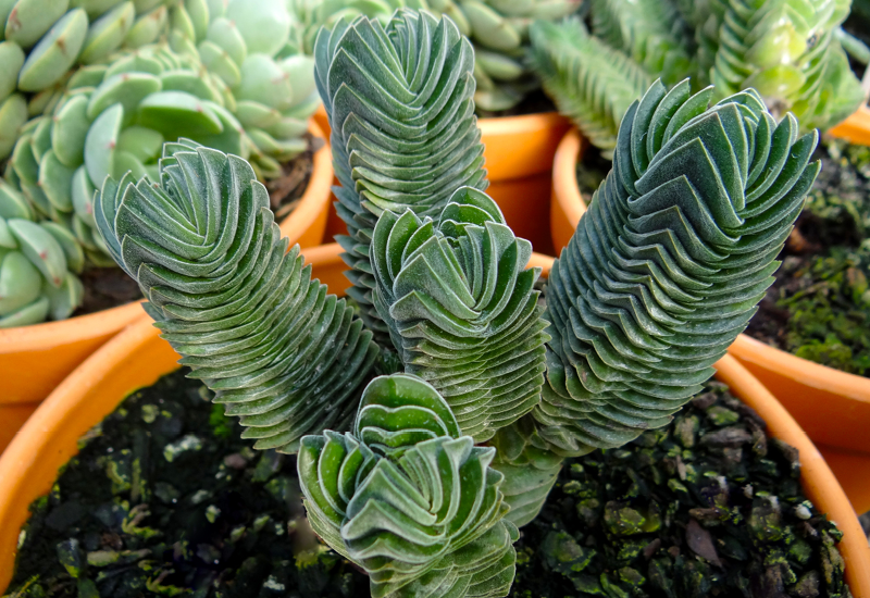 Crassula 'Buddha's Temple'