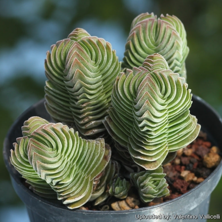 Crassula 'Buddha's Temple'