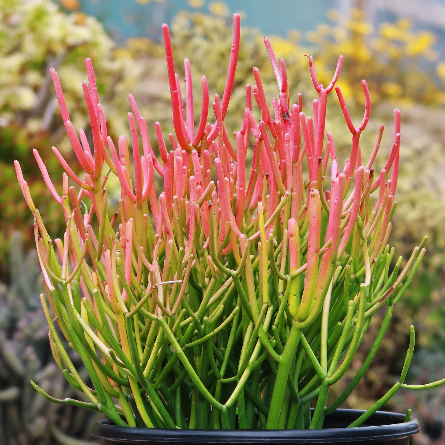 pencil cactus pink Euphorbia tirucalli