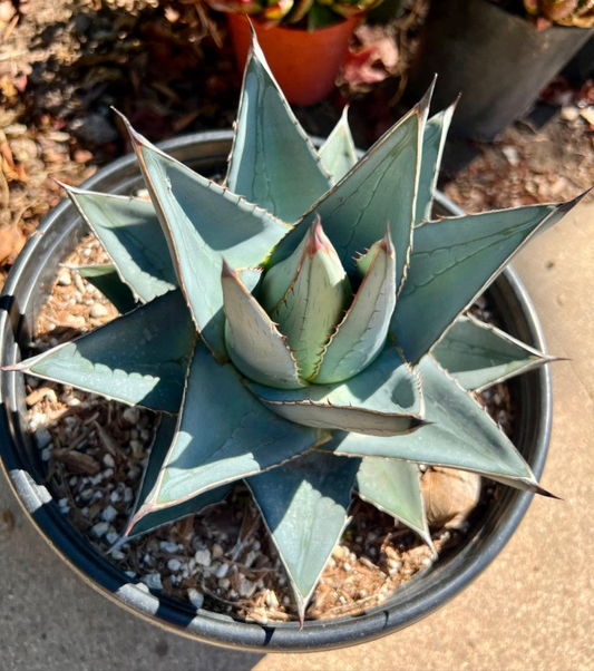 Agave Pulmia (Live Plant)