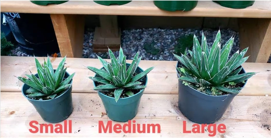 Agave Victoria-reginae – Planetcactus
