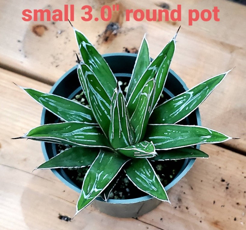 Agave victoriae-reginae 「special」 235 Agave Victoria-reginae – Planetcactus