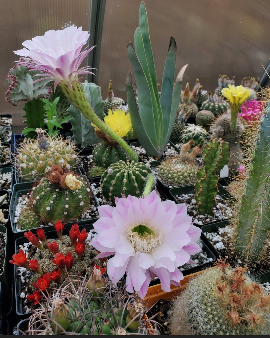 Echinopsis oxygona | Easter Lily Cactus (Live plant)