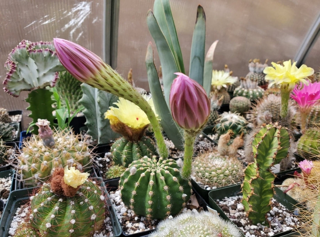 Echinopsis oxygona | Easter Lily Cactus (Live plant)