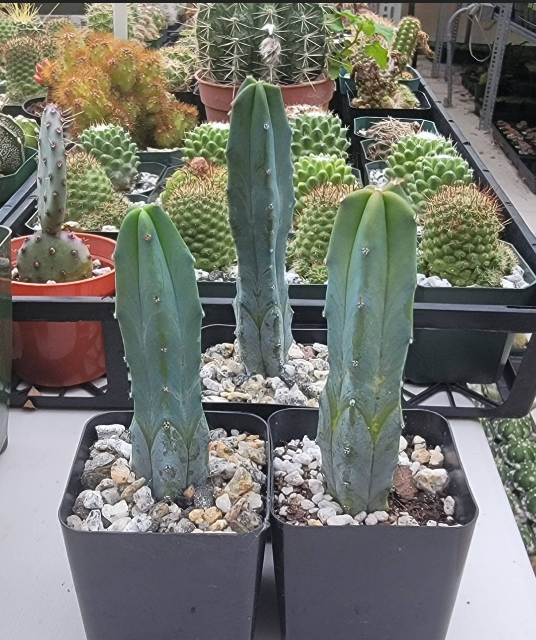Myrtillocactus geometrizans | Blue Candle cactus