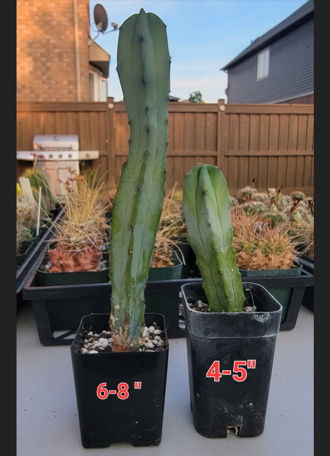 Myrtillocactus geometrizans | Blue Candle cactus