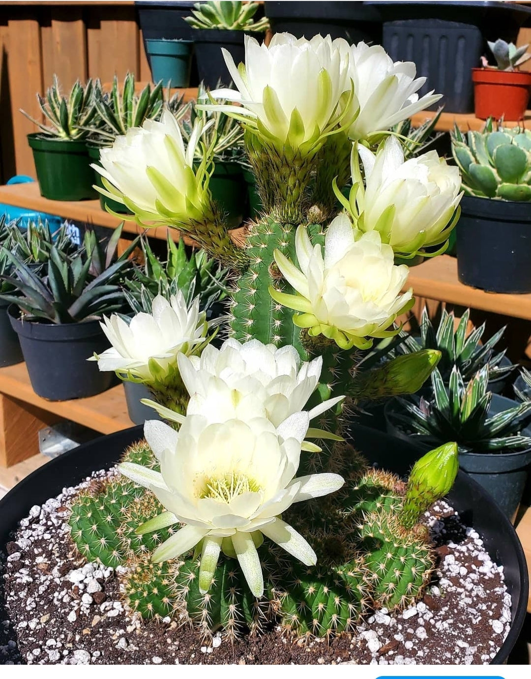 Trichocereus grandiflorus | Echinopsis huascha var. grandiflora (Specimen Plant)