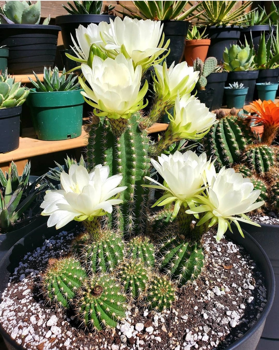 Trichocereus grandiflorus | Echinopsis huascha var. grandiflora (Specimen Plant)