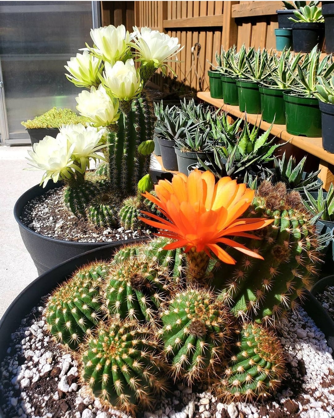 Trichocereus grandiflorus | Echinopsis huascha var. grandiflora (Specimen Plant)