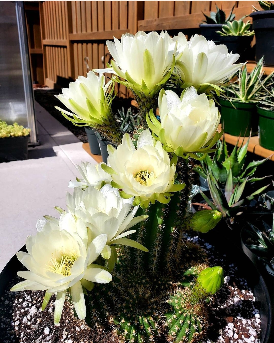 Trichocereus grandiflorus | Echinopsis huascha var. grandiflora (Specimen Plant)
