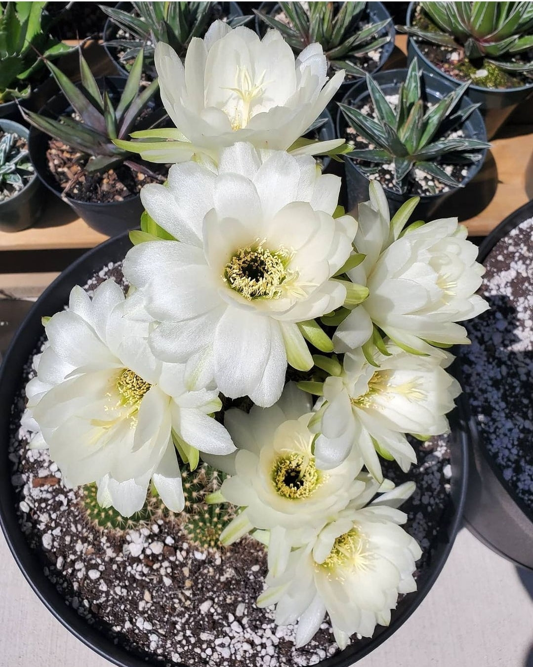 Trichocereus grandiflorus | Echinopsis huascha var. grandiflora (Specimen Plant)