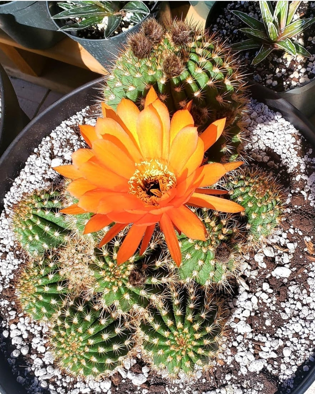 Trichocereus grandiflorus | Echinopsis huascha var. grandiflora (Specimen Plant)