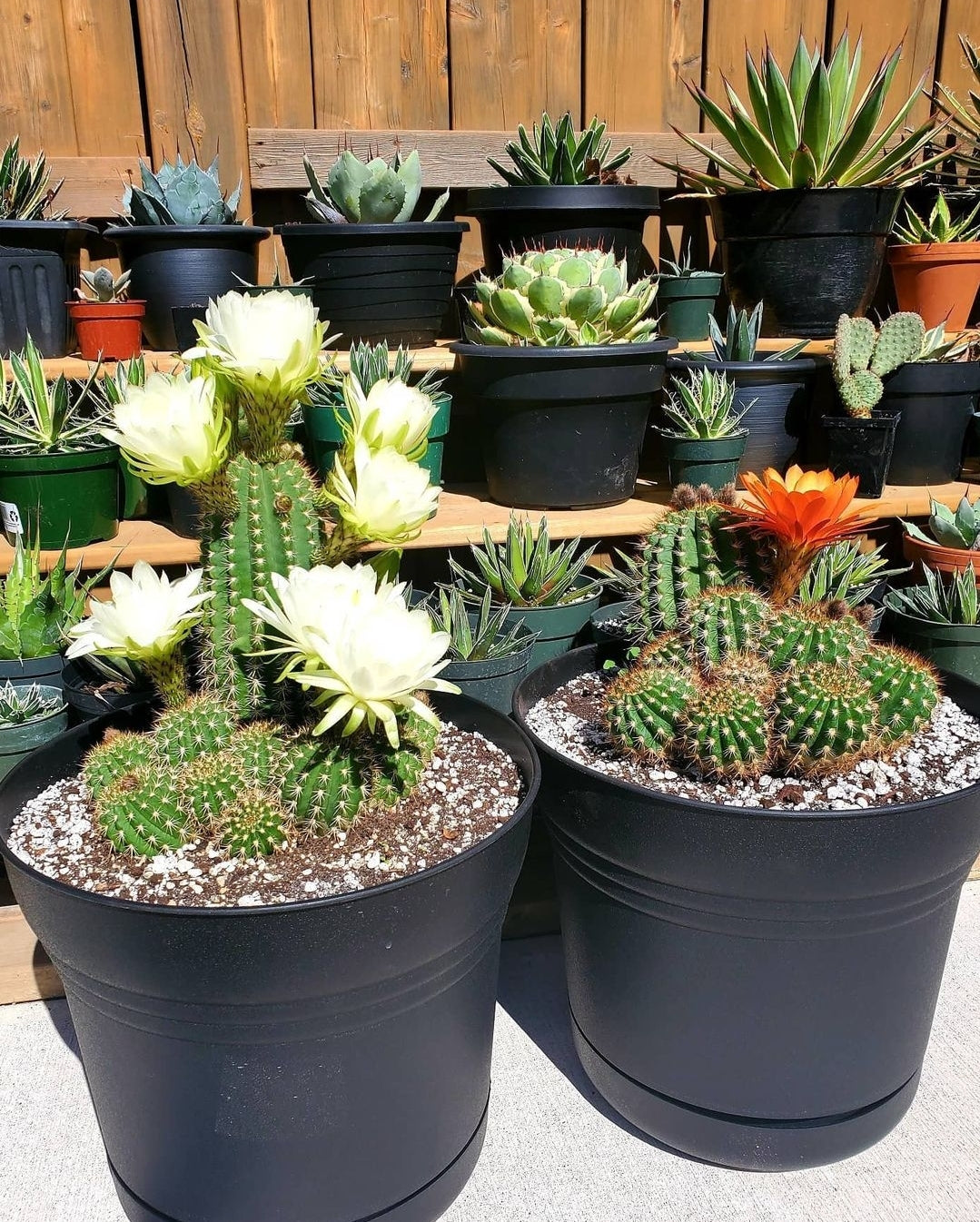 Trichocereus grandiflorus | Echinopsis huascha var. grandiflora (Specimen Plant)