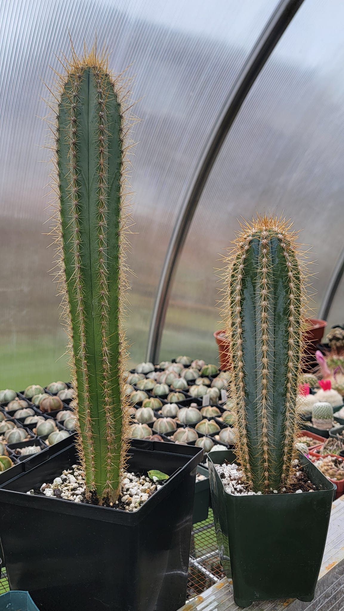 Pilosocereus azureus | The Blue Torch Cactus – Planetcactus