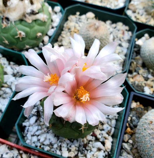 Turbinicarpus lophophoroides (10seeds)