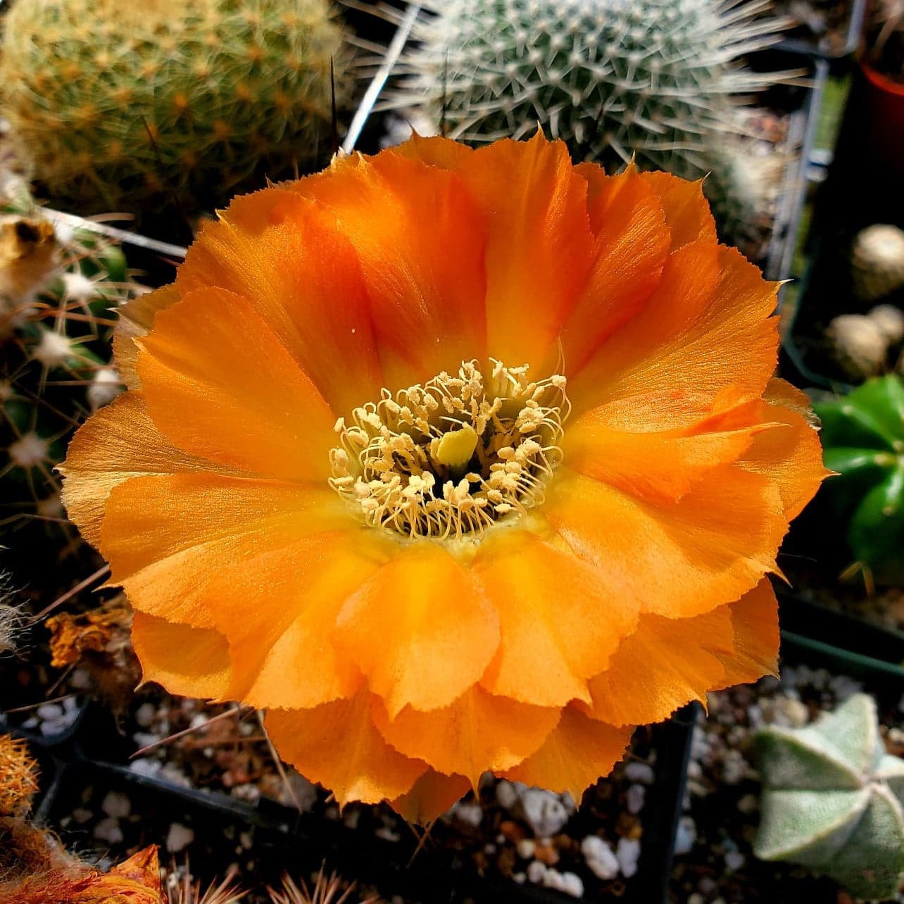 Acanthocalycium kuehassii - seeds