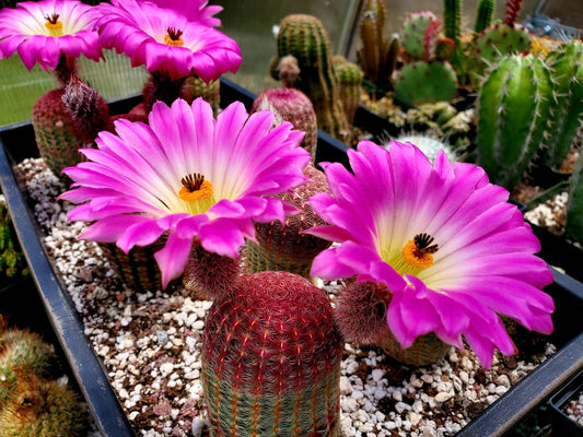 Echinocereus rigidissimus var. rubispinus | Rainbowcactus