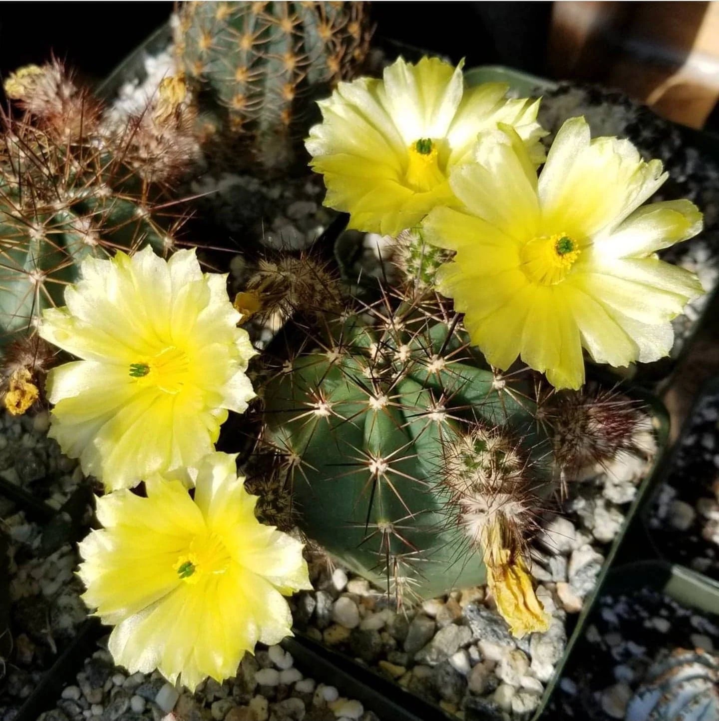 Echinocereus subinermis var. ochoterenae (15 seeds)