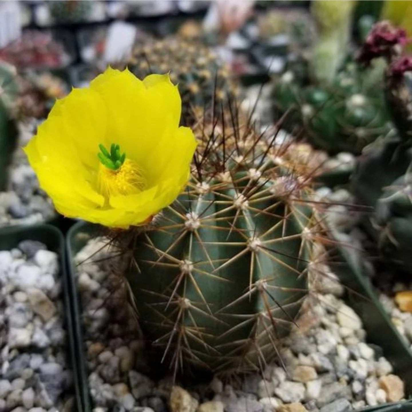 echinocereus subinermis ssp. ochoterenae Echinocereus subinermis var. ochoterenae (15 seeds)
