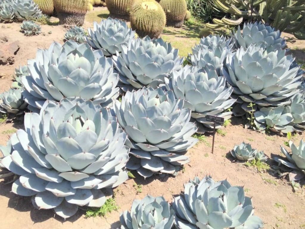 Agave parryi var. truncata – Planetcactus