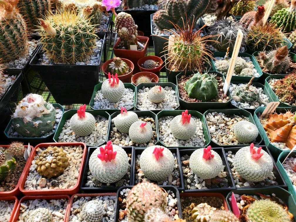 Epithelantha micromeris var. bokei - seeds