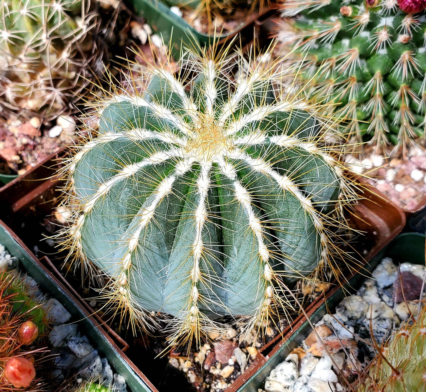Notocactus magnifica | Parodia magnifica