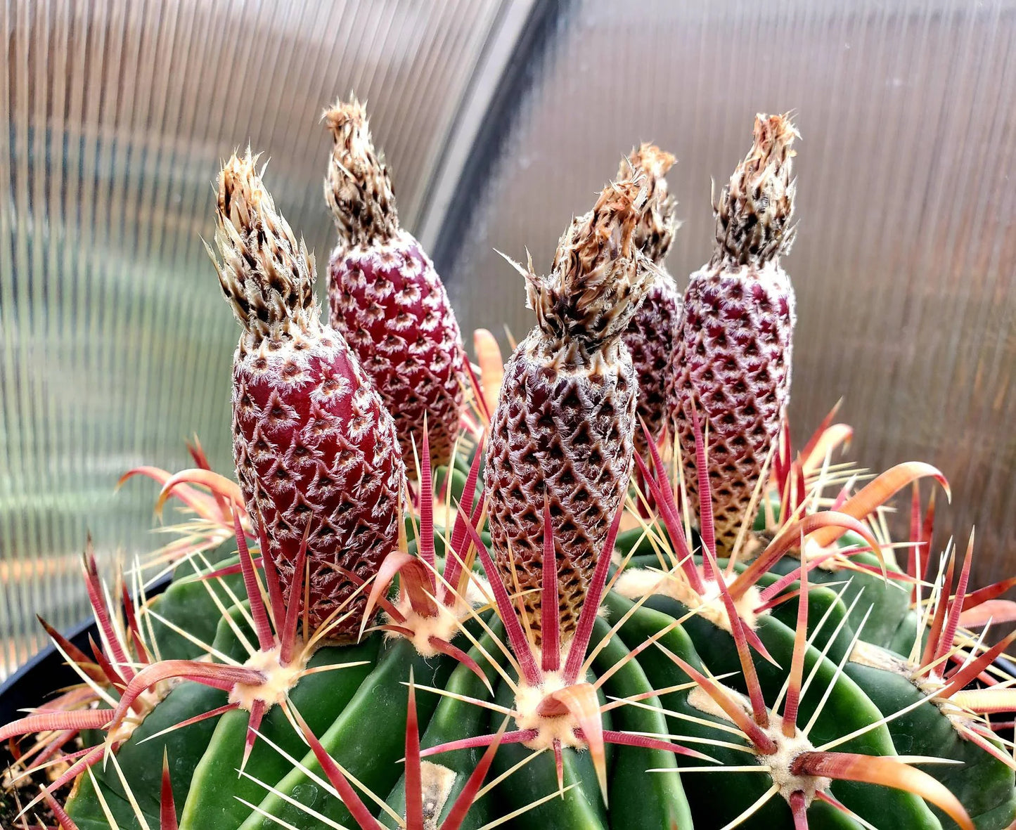 Ferocactus latispinus “Devil's Tongue Barrel Cactus” - seeds
