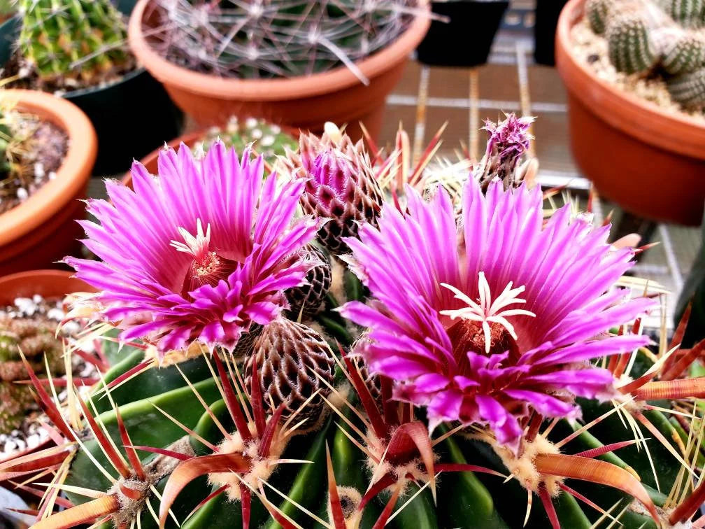 Ferocactus latispinus “Devil's Tongue Barrel Cactus” - seeds