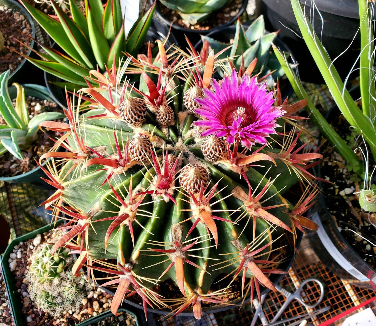 Ferocactus latispinus “Devil's Tongue Barrel Cactus” - seeds