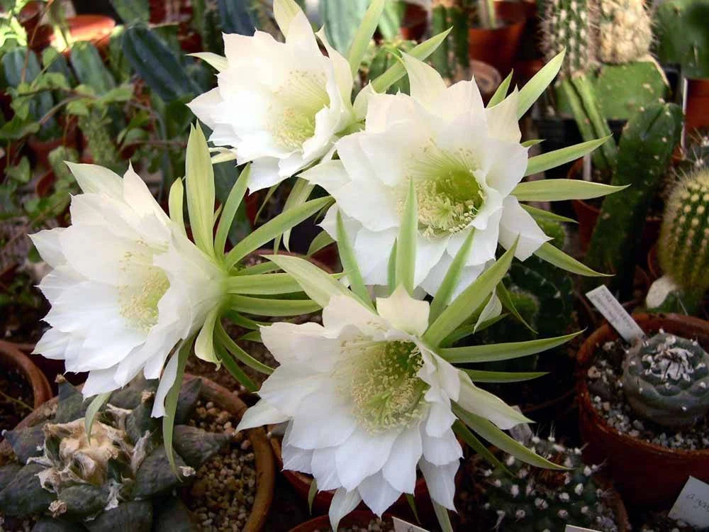 Echinopsis subdenudata | Domino Cactus (seeds)