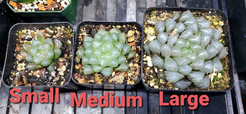 Haworthia Cooperi