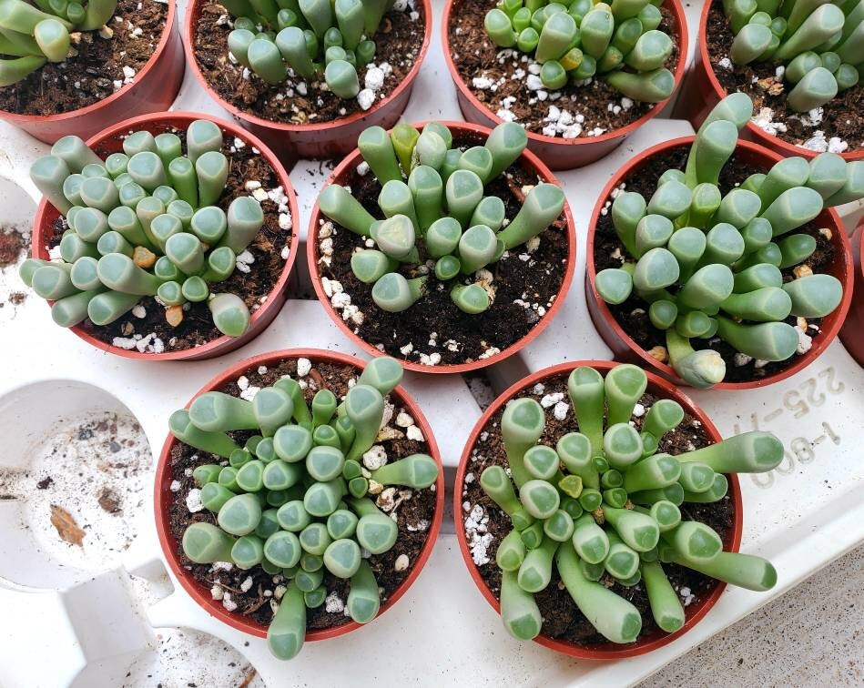 Fenestraria rhopalophylla