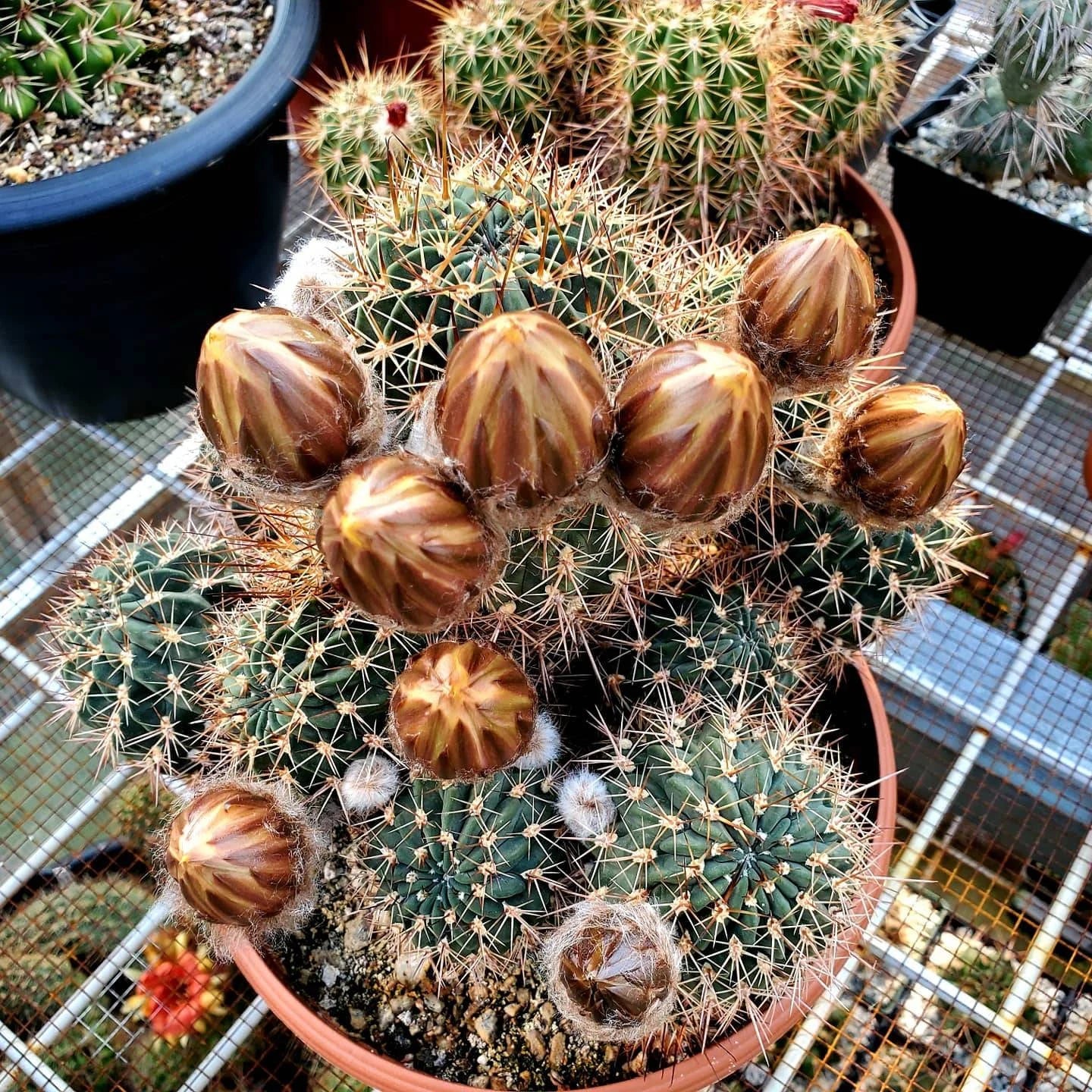 Echinopsis | Lobivia  jajoiana var. nigrostoma (15 seeds)