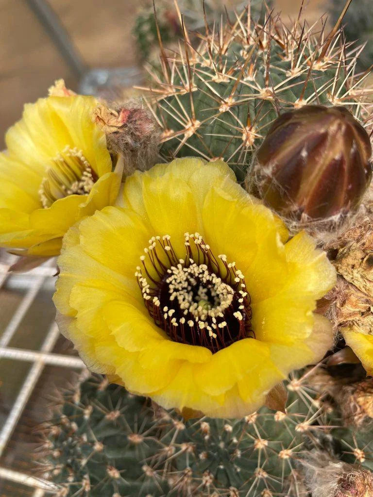 Echinopsis | Lobivia  jajoiana var. nigrostoma (15 seeds)