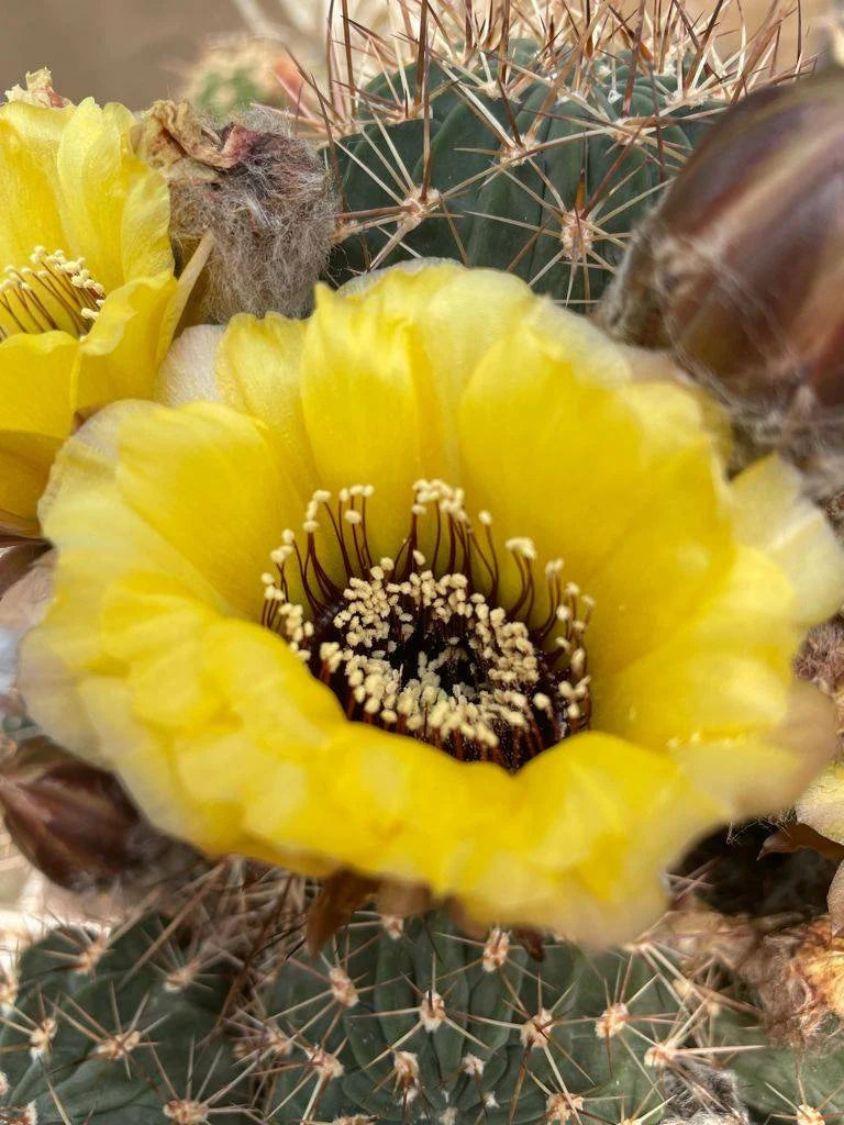 Echinopsis | Lobivia  jajoiana var. nigrostoma (15 seeds)