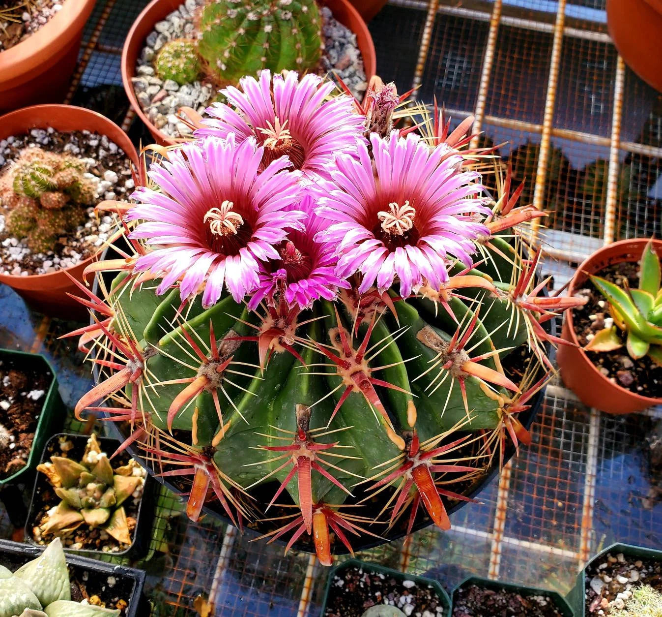 Ferocactus latispinus “Devil's Tongue Barrel Cactus” - seeds
