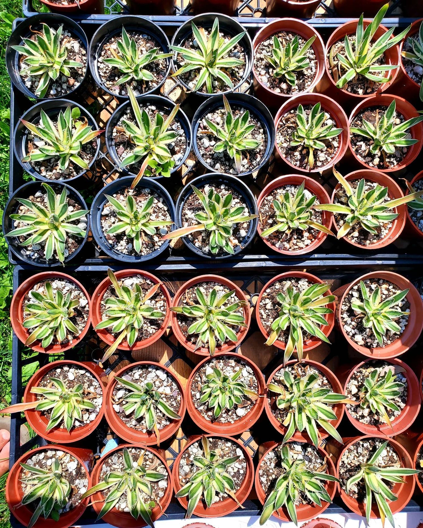 Agave schidigera 'Royal Flush
