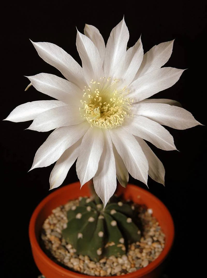 Echinopsis subdenudata | Domino Cactus (seeds)