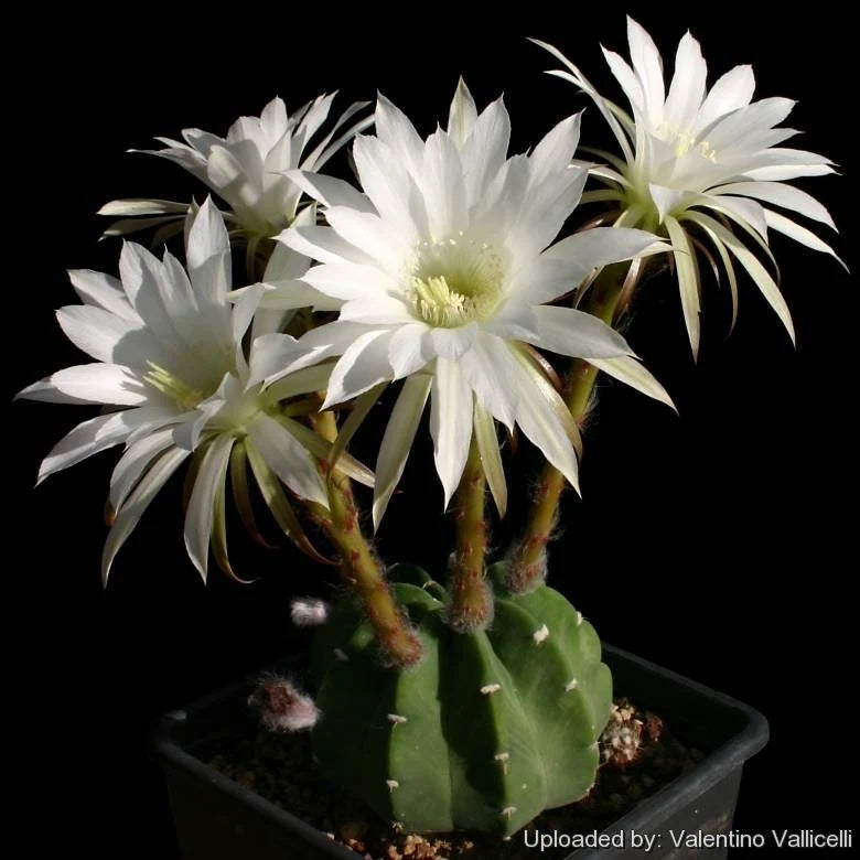Echinopsis subdenudata | Domino Cactus (seeds)