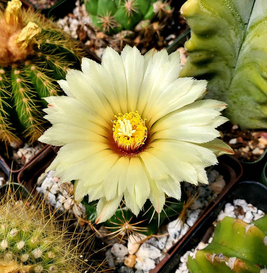 Coryphantha retusa