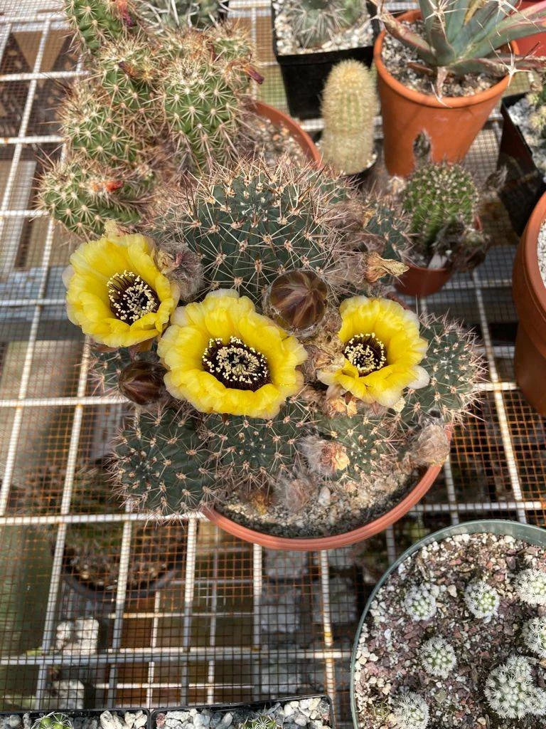Echinopsis | Lobivia  jajoiana var. nigrostoma (15 seeds)
