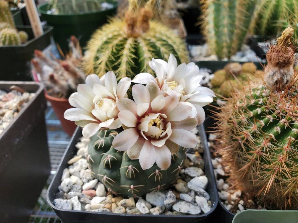 Gymnocalycium platense