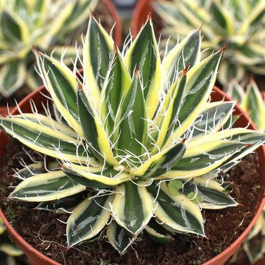 Agave schidigera 'Royal Flush