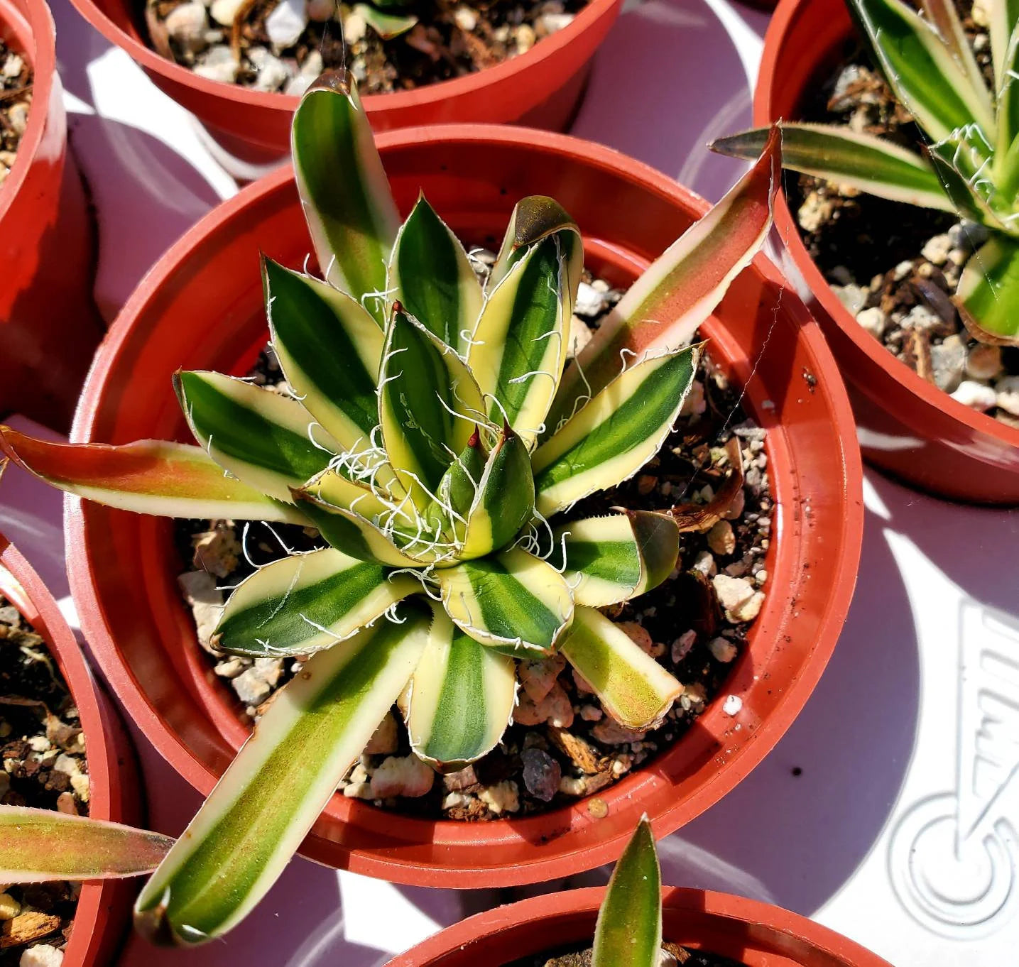 Agave schidigera 'Royal Flush – Planetcactus