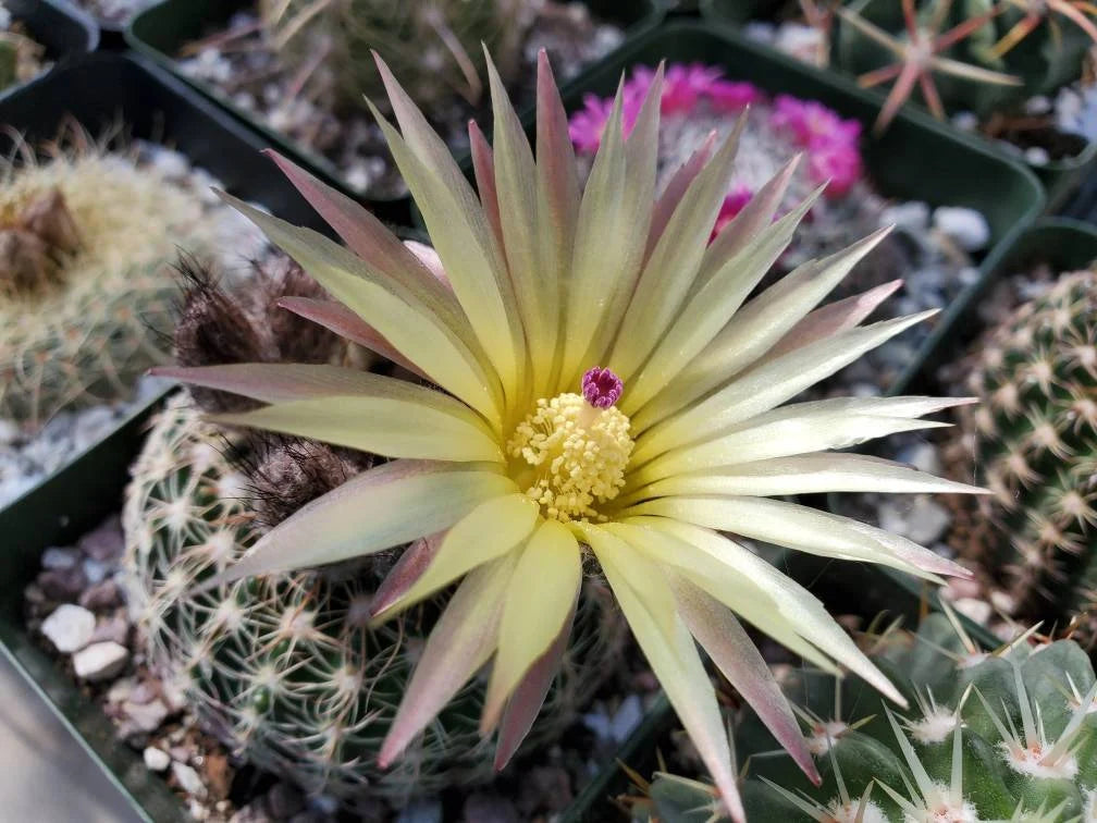 Notocactus elegans
