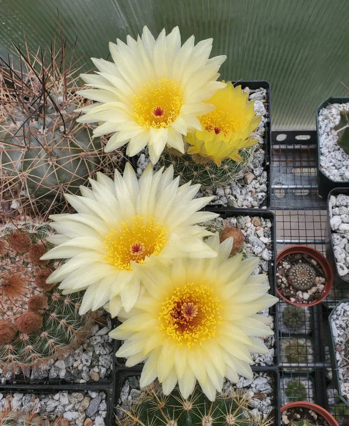 Notocactus concinna subs. agnetae - seeds