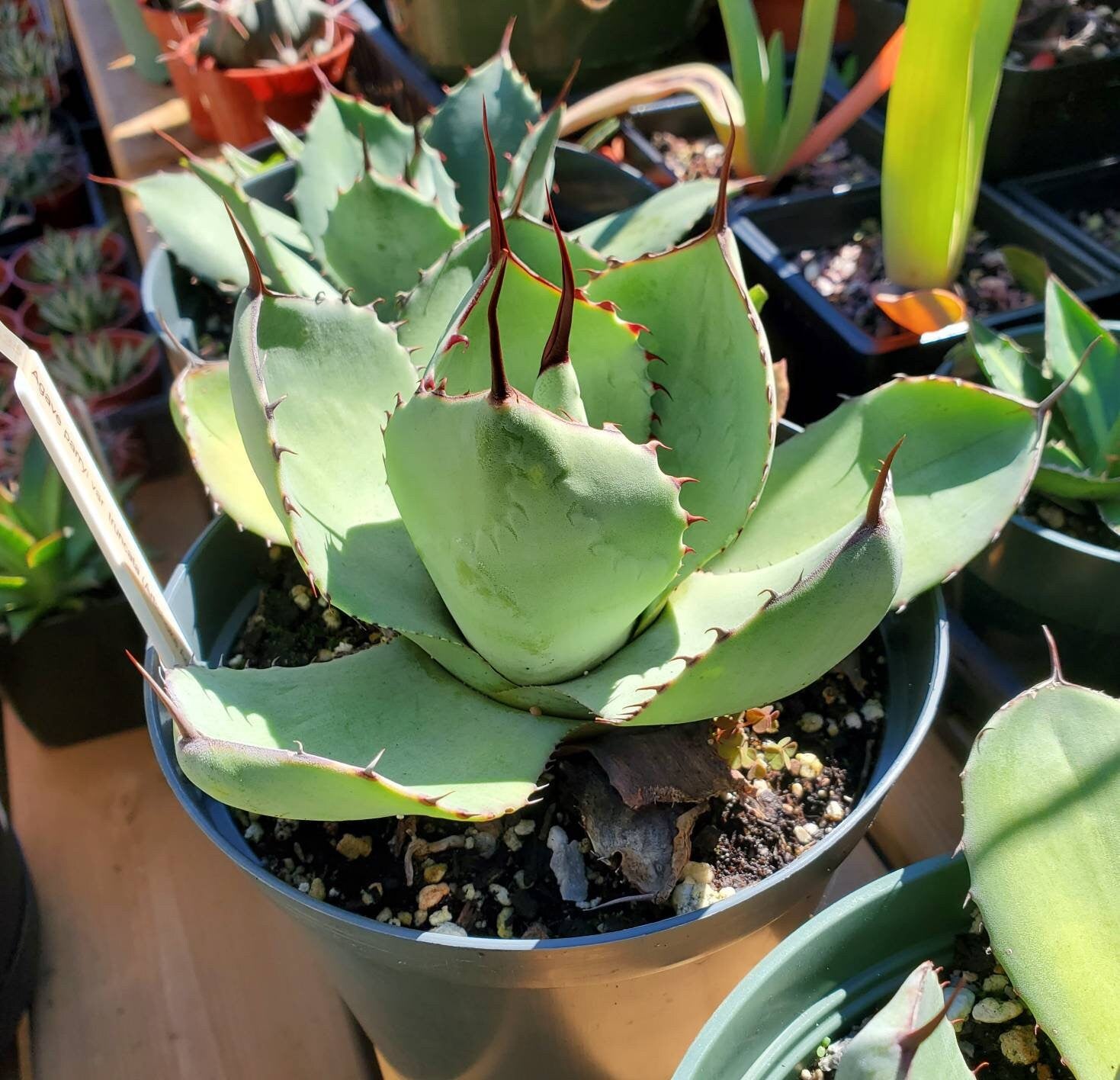 Agave parryi var. truncata （フレキシスピナ）213 Agave parryi var. truncata (Artichoke Agave) - World of Succulents