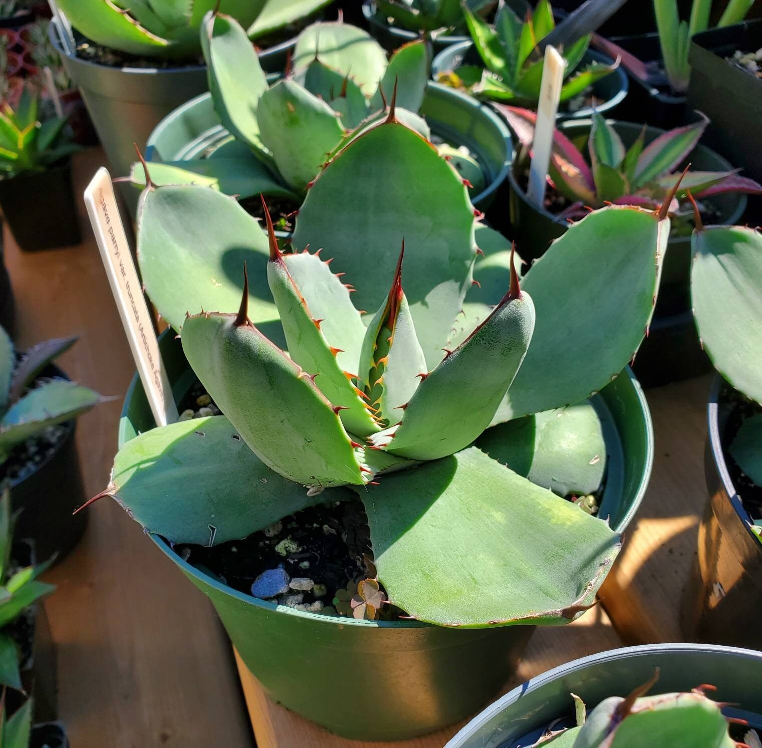 Agave parryi var. truncata – Planetcactus