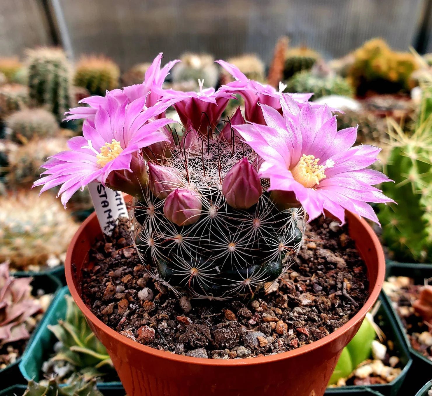 Mammillaria longiflora subsp. stampferi (10 seeds)