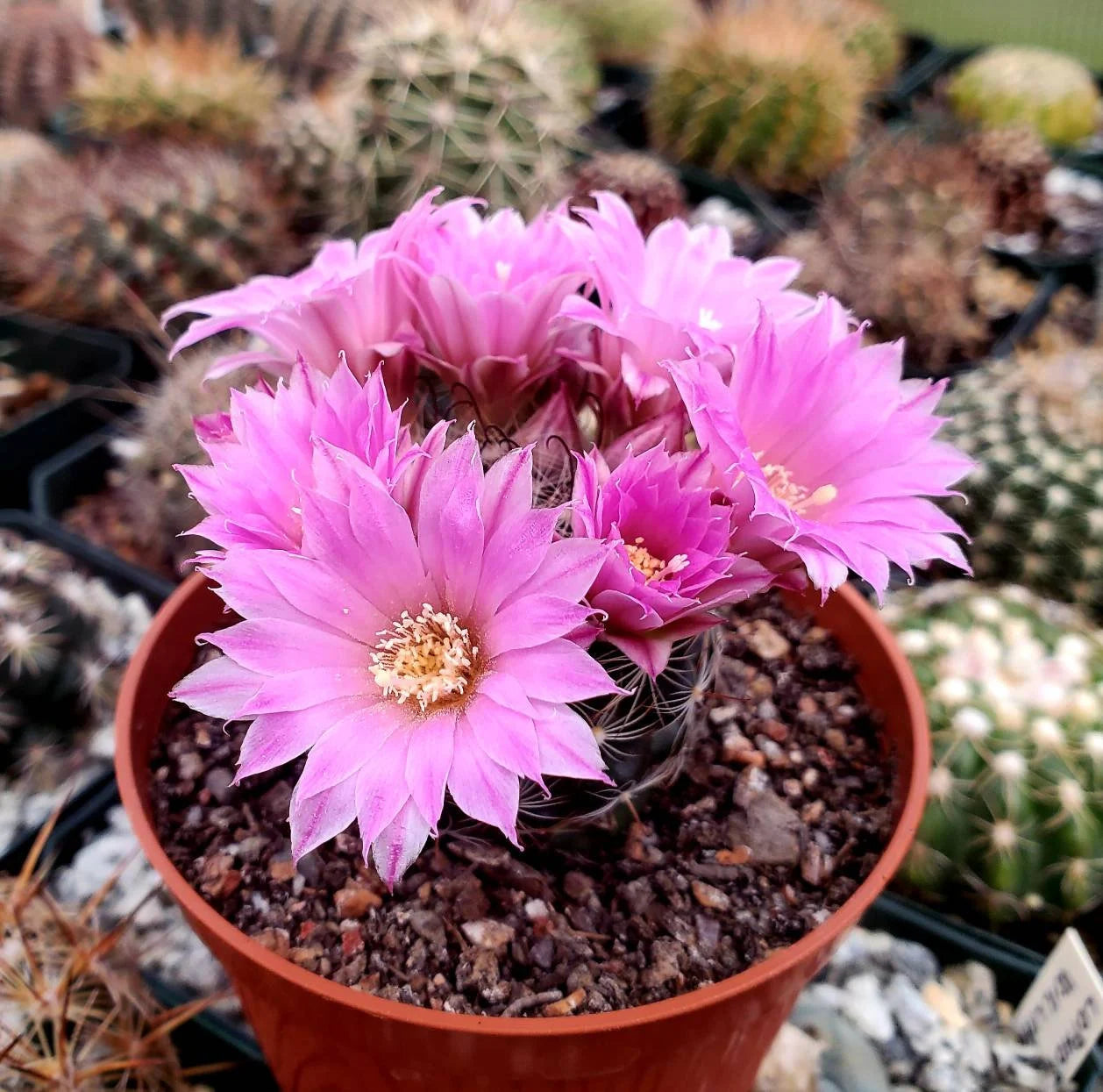 Mammillaria longiflora subsp. stampferi (10 seeds)